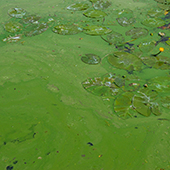 Algae Treatments