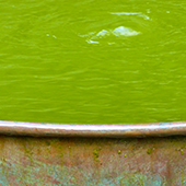 Green Water Treatment