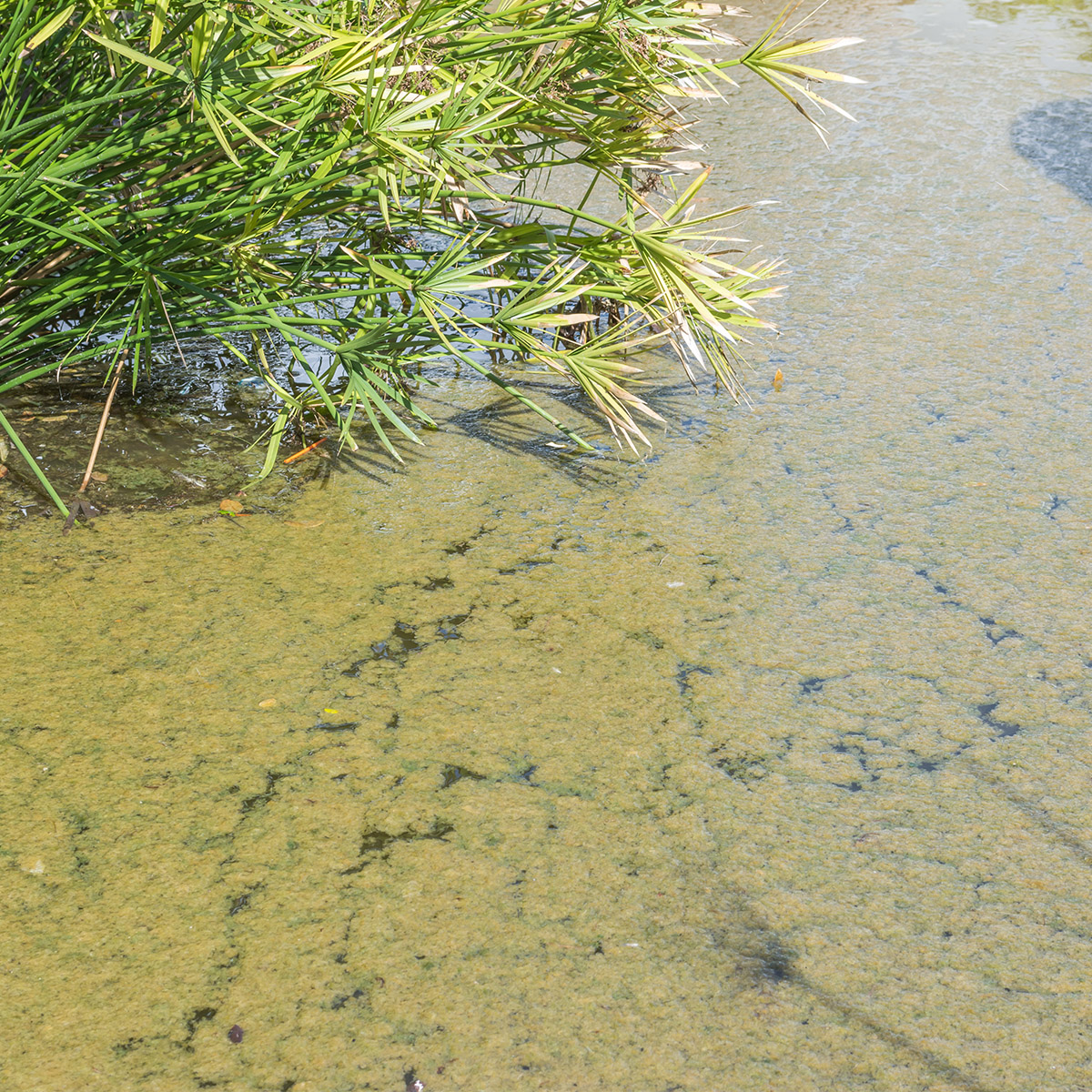 Silt Sludge Removal